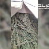 Hallan más de 50 kilos de marihuana en plena calle en Vallecas