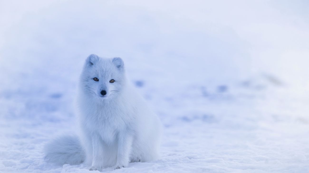 El retroceso del hielo obliga a rediseñar los mapas del Ártico y la Antártida