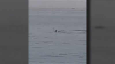 Las imágenes del ataque mortal de un tiburón a un bañista en Egipto