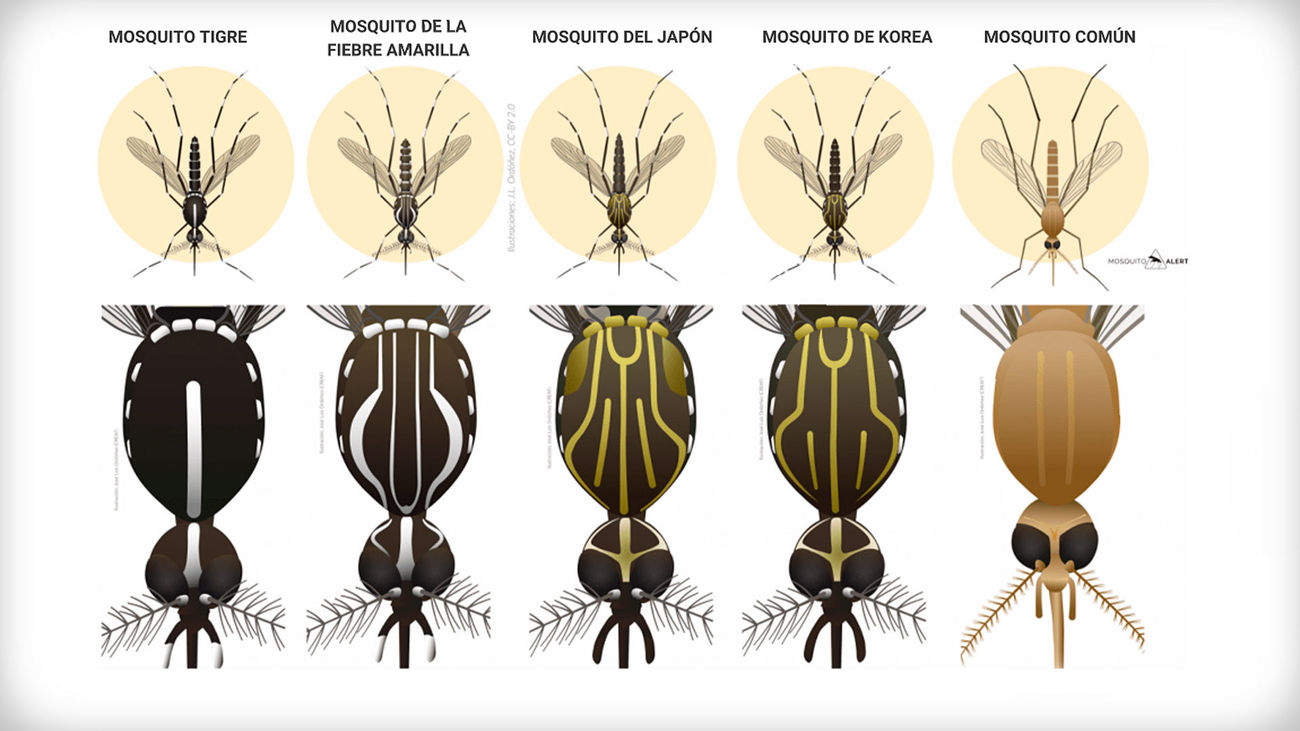 Si ves uno de estos mosquitos, avisa por la app