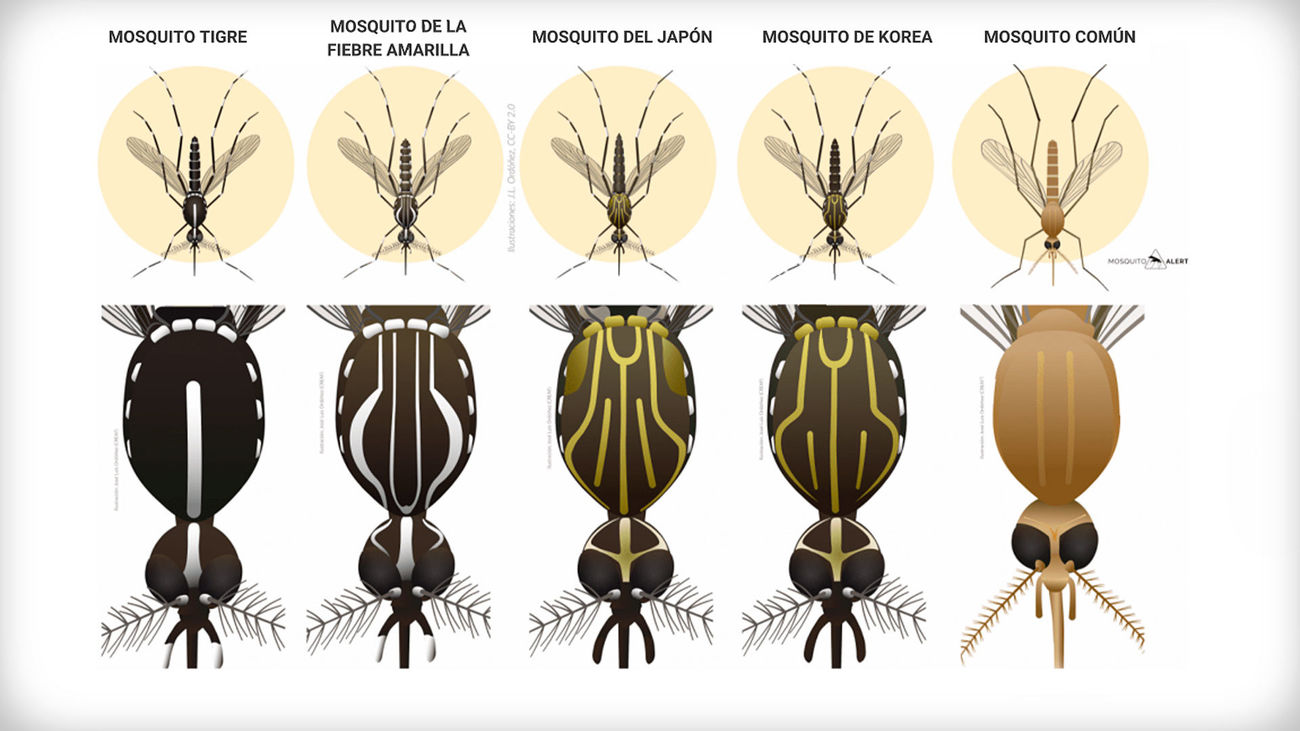 Así puedes identificar a los mosquitos potencialmente peligrosos para la salud