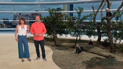 'Baby boom' en el Zoo de Madrid: conocemos a las nuevas crías de gacelas, osos hormigueros y monos capuchinos