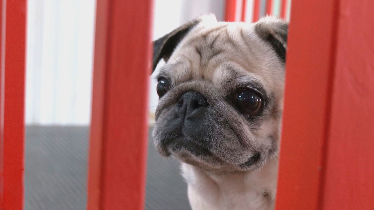 Hidroterapia para perros ¿Cómo cuidar la salud de tu amigo canino?