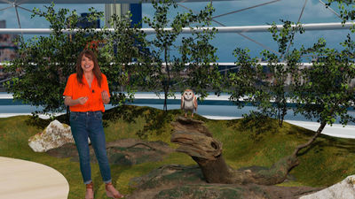 Suelta de polluelos: así se trabaja contra la extinción de las lechuzas en Madrid