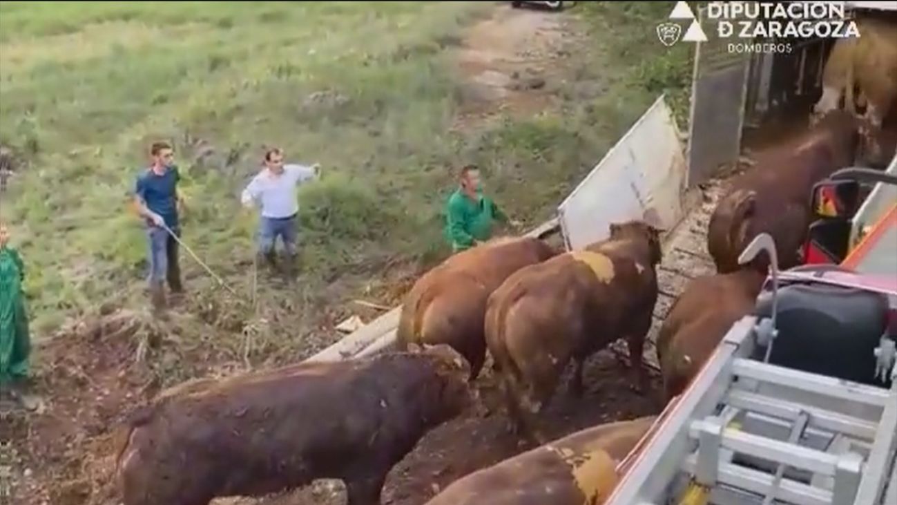 Vuelca un camión cargado de toros en Zaragoza