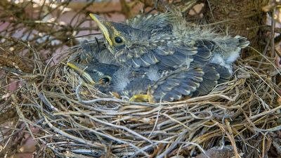 La Comunidad de Madrid lanza la campaña #ProtegeLosNidos
