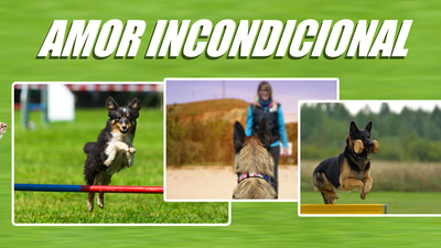 Obediencia deportiva, cuando los perros se convierten en terapia