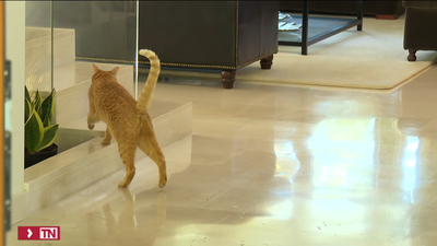 Detienen a un tirador deportivo en relación a la muerte de gatos en Fuencarral