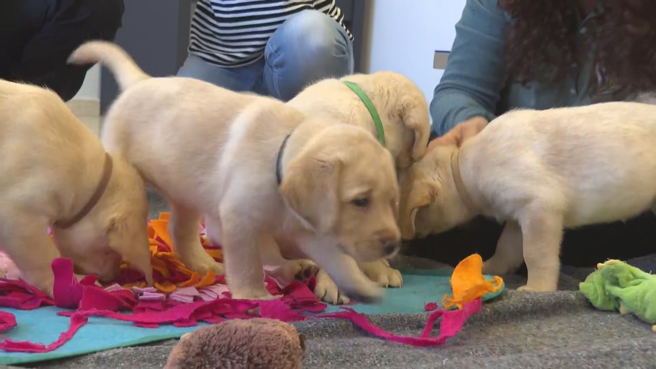 Estos cachorros de 'Labrador' de la ONCE buscan familia de acogida