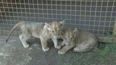 Estos cachorritos de león del Safari Madrid buscan nombre