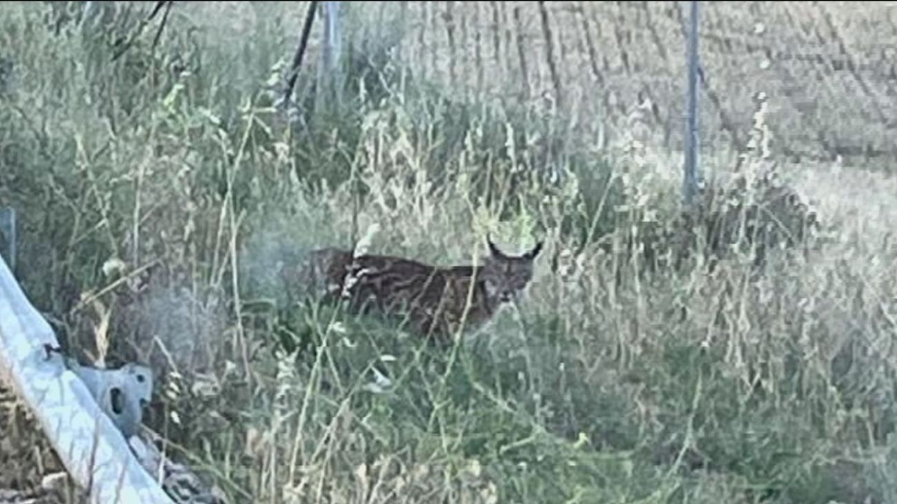 Un vecino de Sevilla La Nueva graba la primera imagen de un lince en Madrid en 30 años