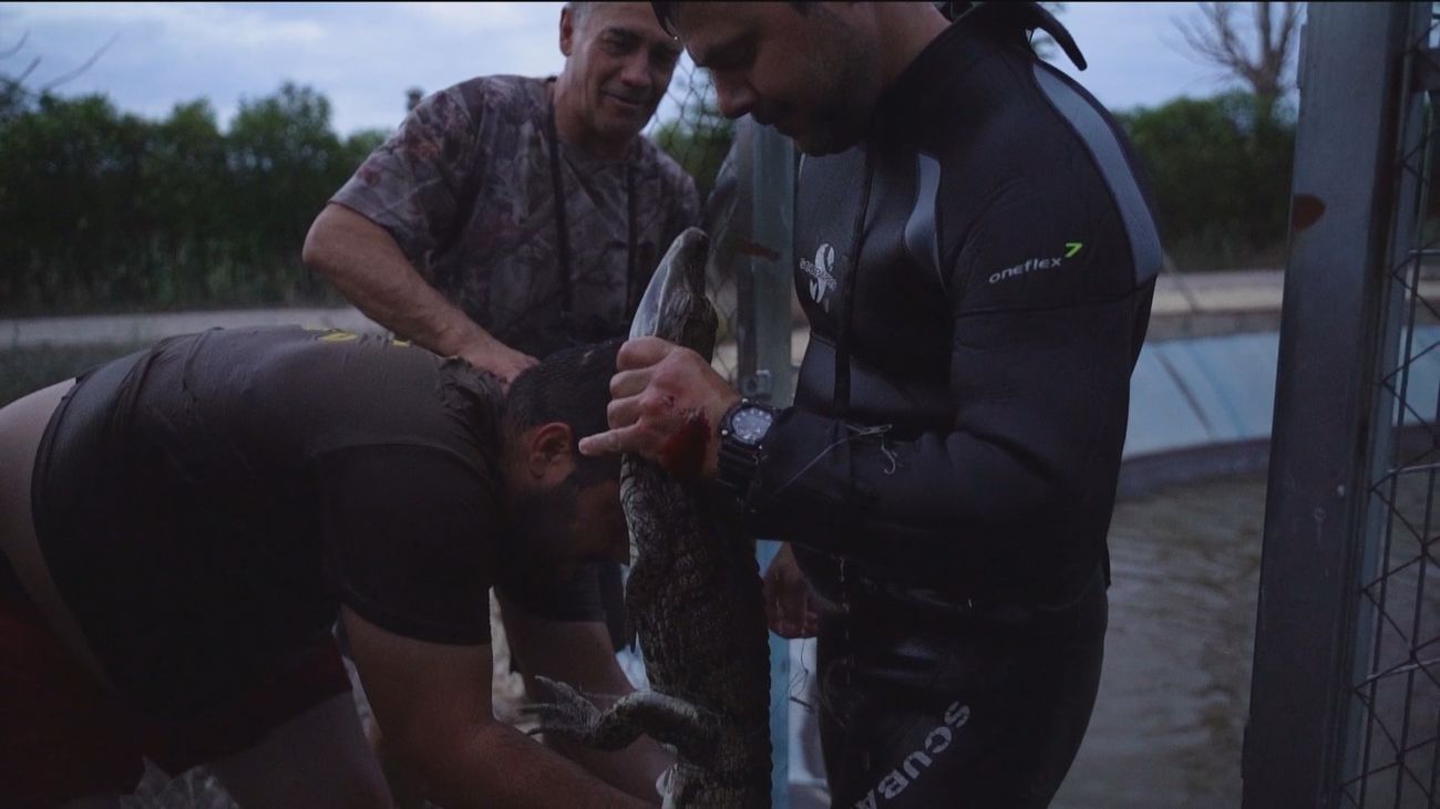 El caimán encontrado en Toledo ya está en el Safari Park de Madrid