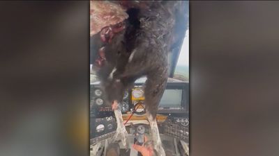 Las imágenes del impacto de un ave de gran tamaño contra la cabina de un avión