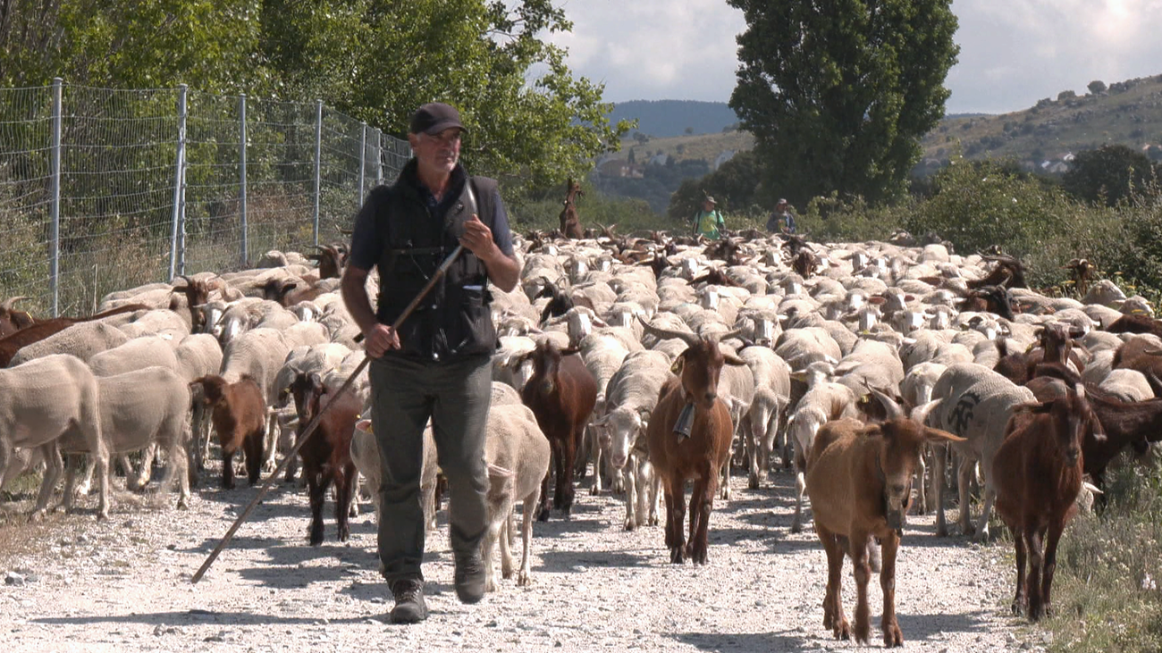 Un centenar de ovejas y cabras inician su trashumancia veraniega
