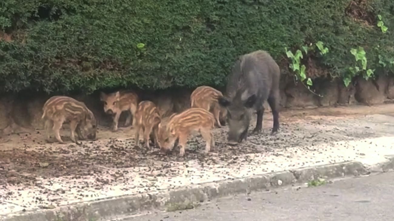 Una familia de jabalíes tiene atemorizados a los vecinos de La Berzosa, en Hoyo de Manzanares