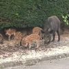 Una familia de jabalíes tiene atemorizados a los vecinos de La Berzosa, en Hoyo de Manzanares