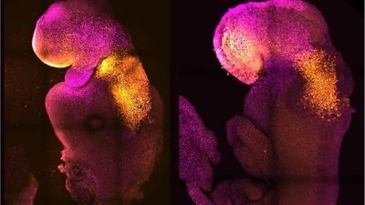 Un equipo de científicos crea embriones humanos sintéticos sin óvulos ni esperma