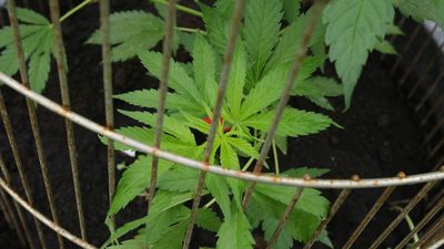 Aumenta el consumo y la oferta de drogas en Europa