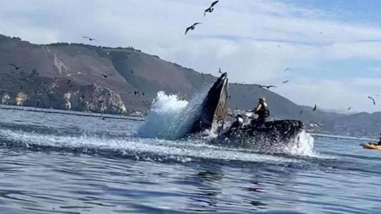 Una ballena se traga a dos turistas y luego las escupe