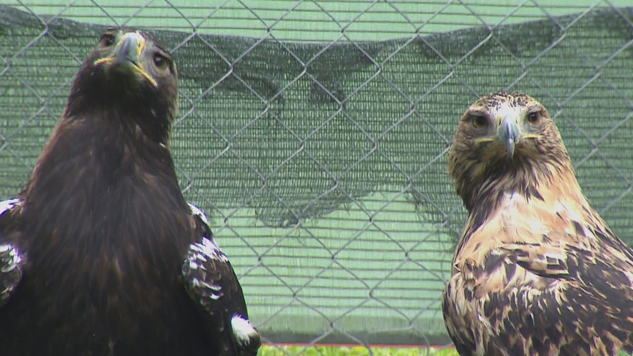 Las especies en peligro de extinción que habitan en Madrid