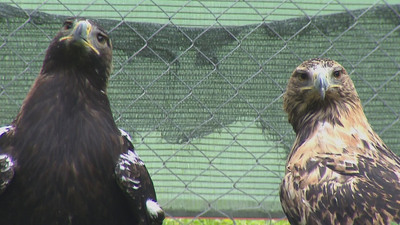 Las especies en peligro de extinción que habitan en Madrid