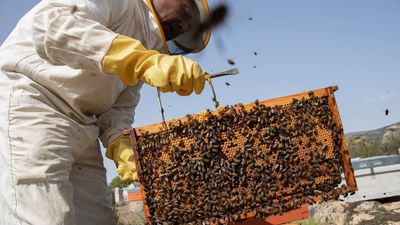 La sequía y las altas temperaturas hunden la producción de miel