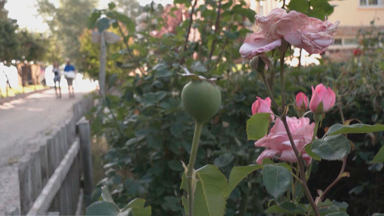 Suelta de avispas: un método natural y ecológico para controlar plagas