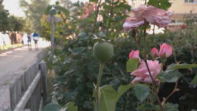 Suelta de avispas: un método natural y ecológico para controlar plagas