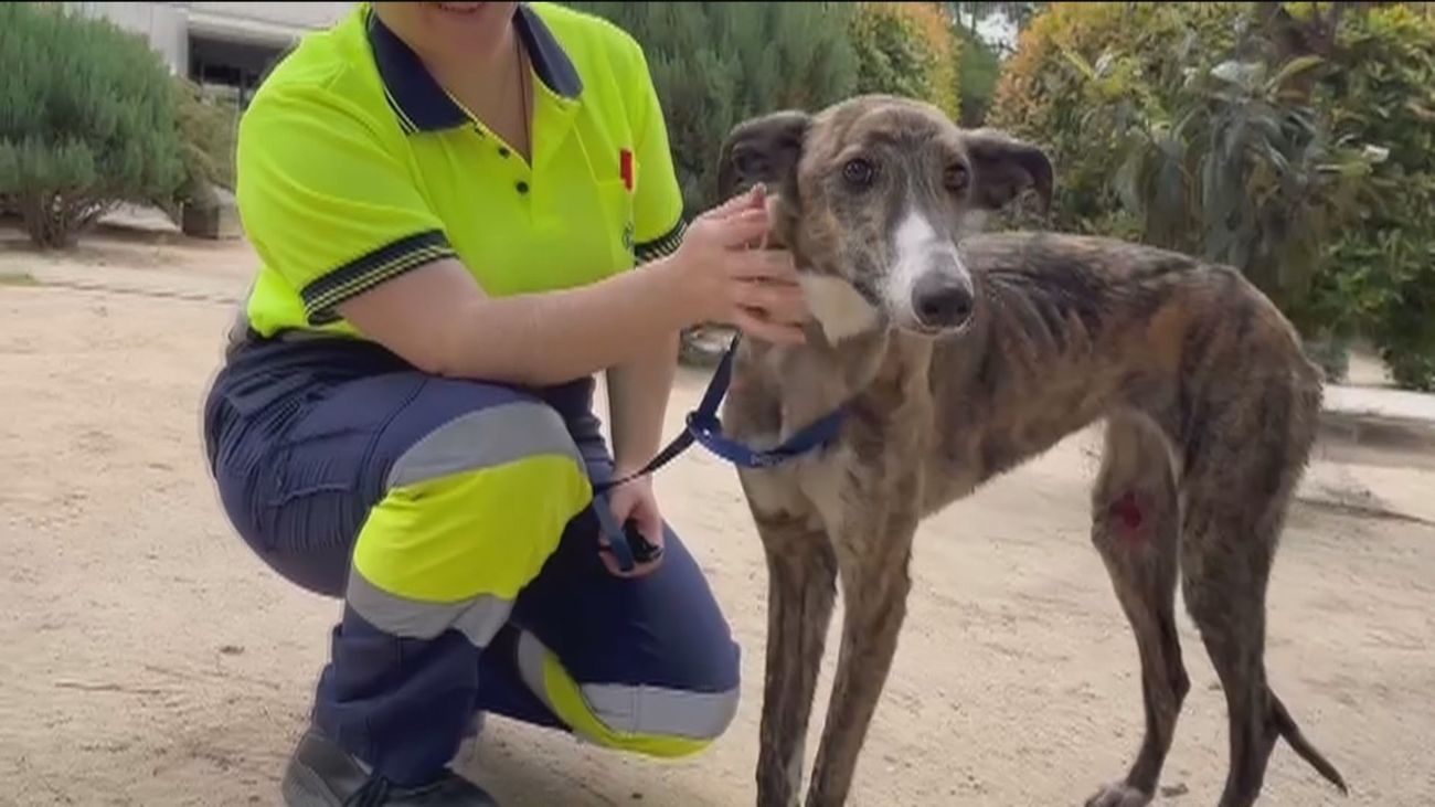 Un perro provoca el corte de la línea 5 de Metro de Madrid durante 2 horas