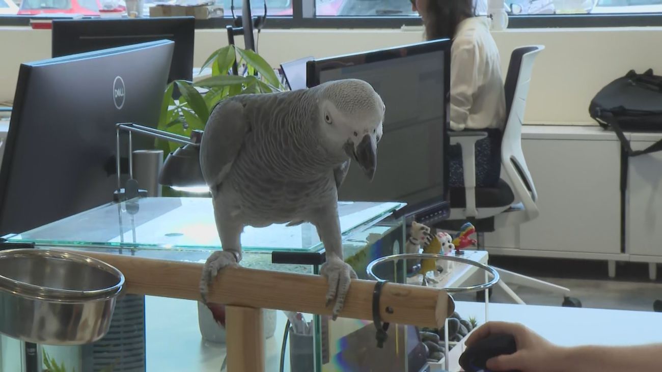 Día mundial de llevar el perro al trabajo... o el loro, o los peces, o un reptil