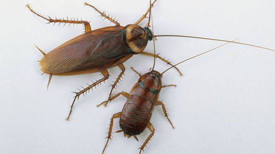 Llega el verano y vuelven las cucarachas