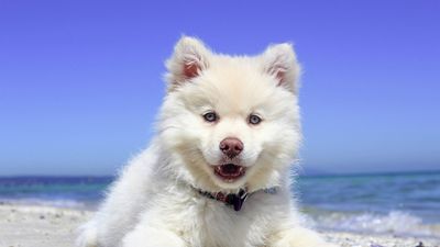 Consejos para  evitar que el sol dañe a tu perro