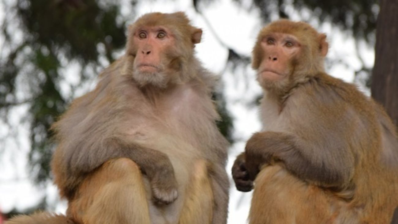 Macacos Rhesus en la ciudad de Shimla, en el norte de la India