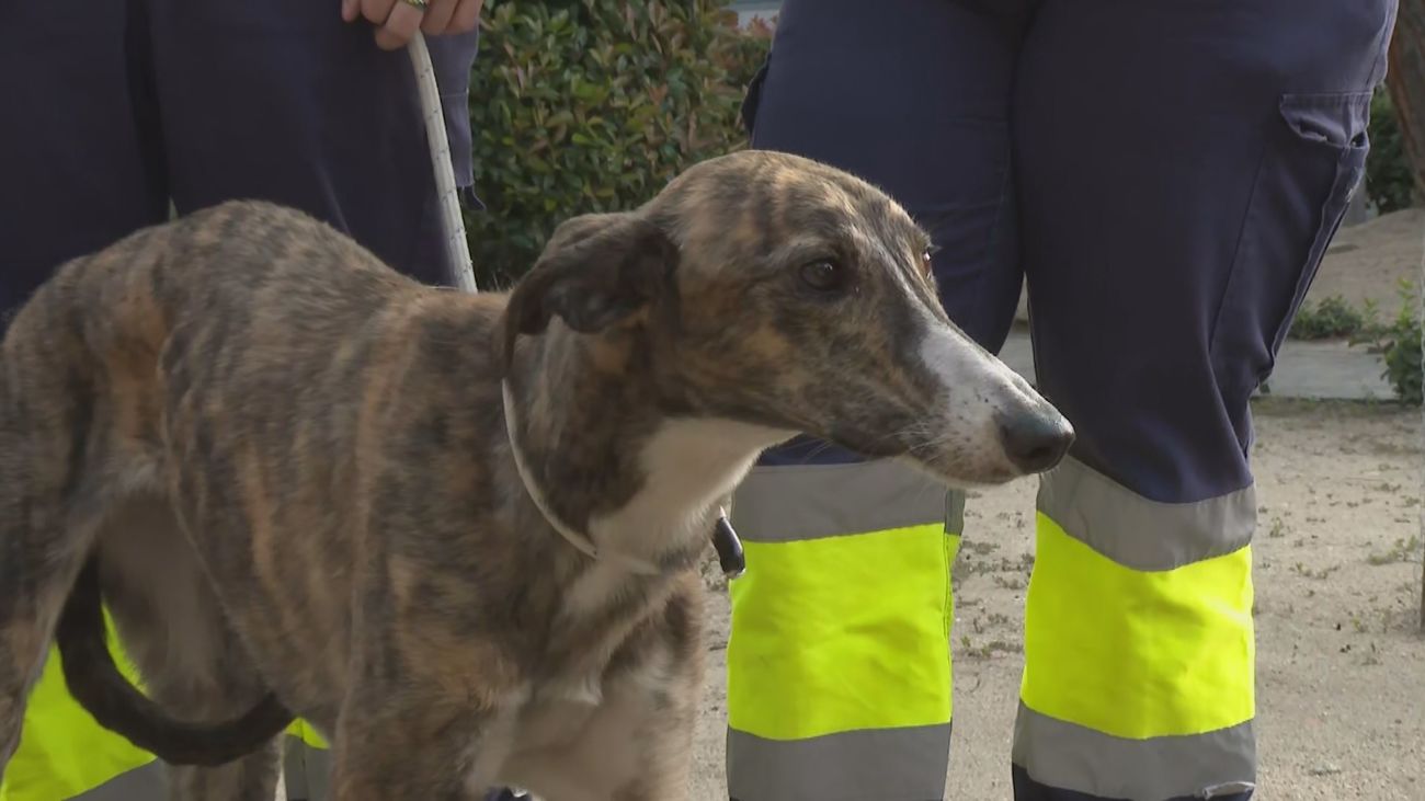 La galga que se coló en el Metro de Madrid busca familia
