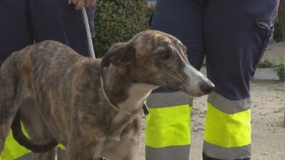 La galga que se coló en el Metro de Madrid busca familia