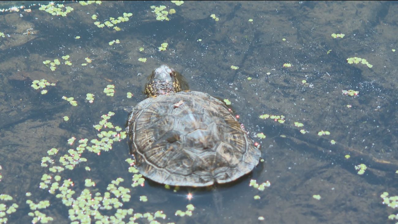 Once galápagos europeos más para las Lagunas de El Porcal de Rivas