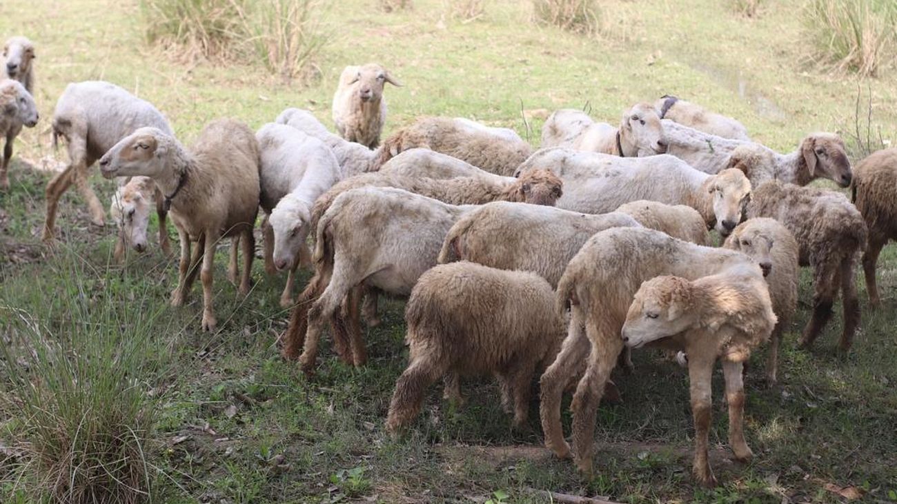 'Ovejas bombero' comienzan a trabajar en Villaviciosa de Odón para prevenir incendios