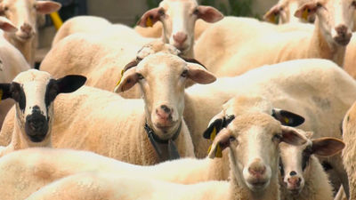 Técnico de laboratorio y pastor: buscando el equilibrio entre el laboratorio y el campo