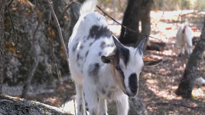Pequeñas pero fascinantes: Cabras enanas en Valdemorillo