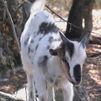 Pequeñas pero fascinantes: Cabras enanas en Valdemorillo