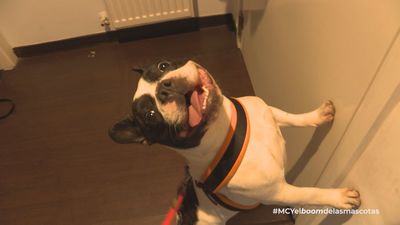 Mi cámara y yo: El boom de las mascotas