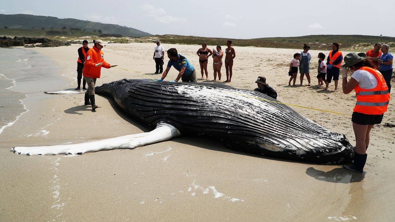 La ballena, de casi 10 metros de largo, apareció muerta