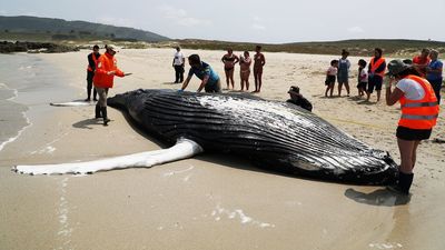 Aparece en Galicia una ballena de la misma especie que engulló a dos turistas en California