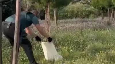 La Guardia Civil de Boadilla captura un zorro en las cercanías de un colegio