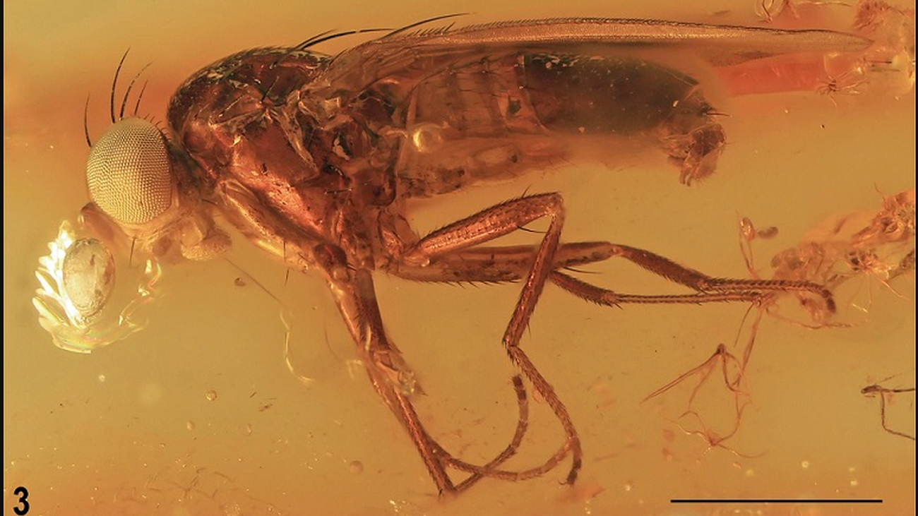 Descubren una nueva familia de insectos a partir de un fósil conservado en ámbar