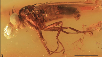 Descubren una nueva familia de insectos a partir de un fósil conservado en ámbar