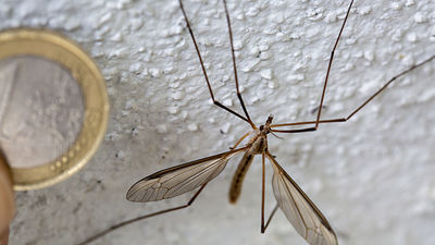 Típulas, los falsos mosquitos que no debes matar