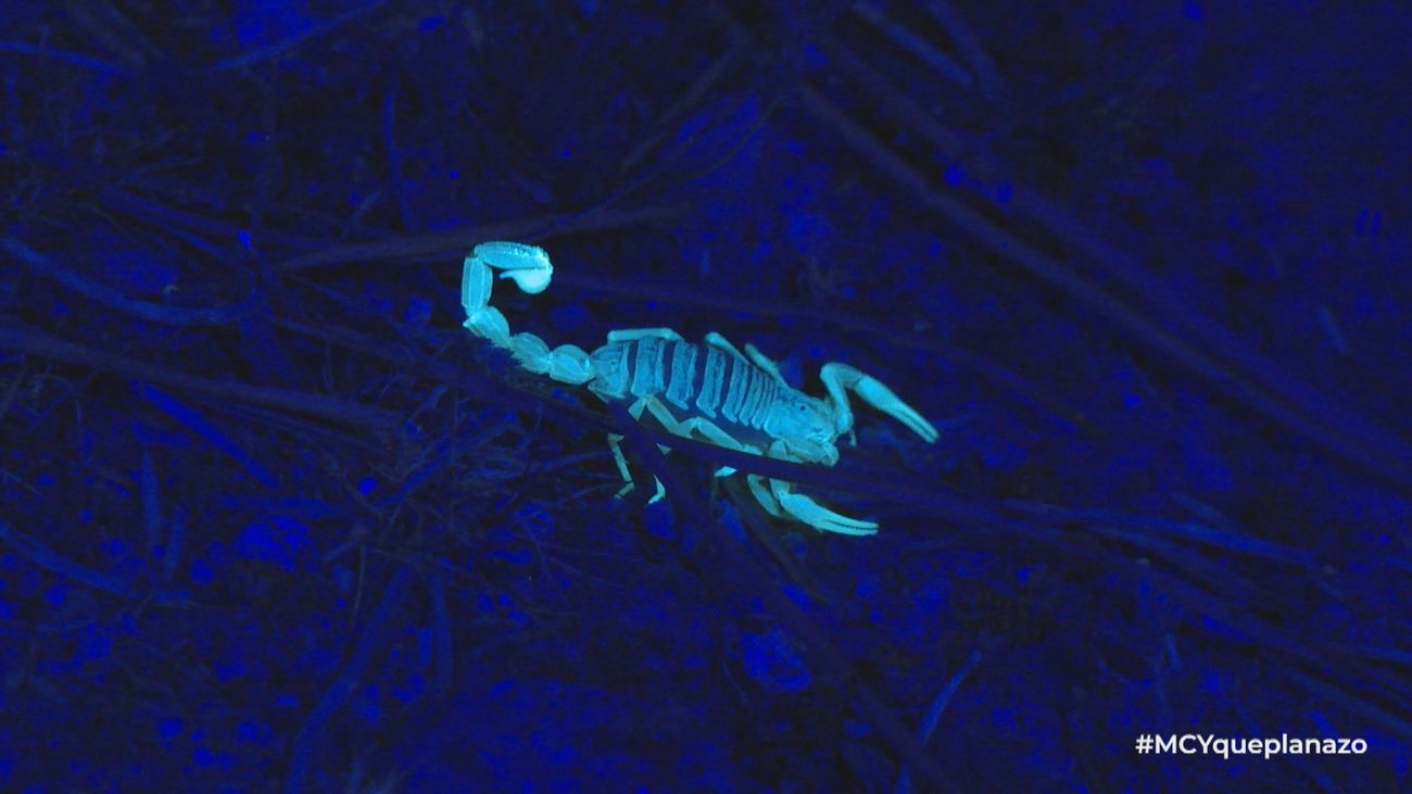 Hacemos 'La ruta del escorpión' en la Sierra de Guadarrama