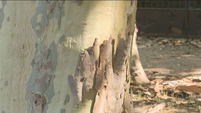 Los plátanos de sombra se desnudan en Madrid