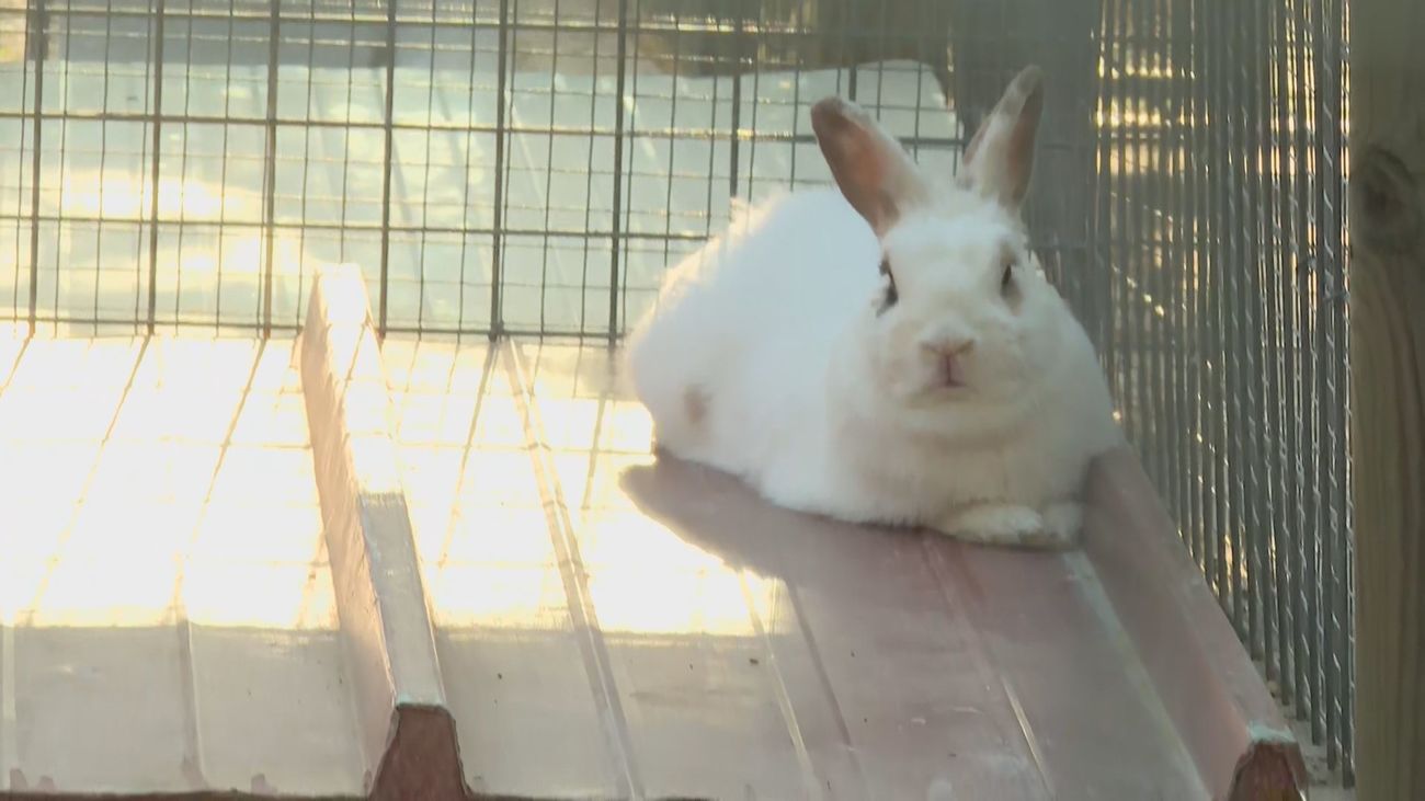 La granja La Luna en Belmonte del Tajo,  el hotel de verano para tus mascotas